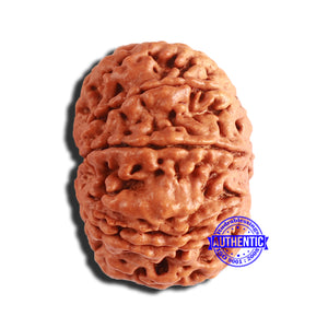 8 Mukhi Nepalese Rudraksha - Bead No. 328