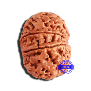 8 Mukhi Nepalese Rudraksha - Bead No. 328