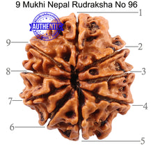 Load image into Gallery viewer, 9 Mukhi Nepalese Rudraksha - Bead No. 96
