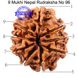 9 Mukhi Nepalese Rudraksha - Bead No. 96