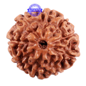 9 Mukhi Rudraksha from Indonesia - Bead No. 32