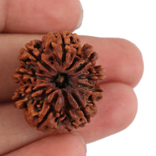 Load image into Gallery viewer, 9 Mukhi Nepalese Rudraksha - Bead No. 115
