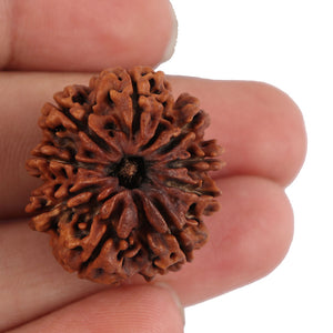 9 Mukhi Nepalese Rudraksha - Bead No. 115