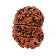 Load image into Gallery viewer, 9 Mukhi Nepalese Rudraksha - Bead No. 115
