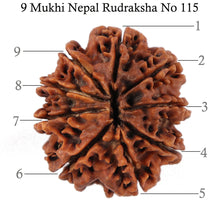 Load image into Gallery viewer, 9 Mukhi Nepalese Rudraksha - Bead No. 115
