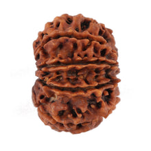 Load image into Gallery viewer, 9 Mukhi Nepalese Rudraksha - Bead No. 115
