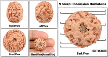 Load image into Gallery viewer, 9 Mukhi Rudraksha from Indonesia - Bead No. 2
