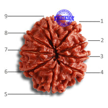 Load image into Gallery viewer, 9 Mukhi Nepalese Rudraksha - Bead No. 362
