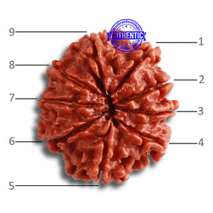 9 Mukhi Nepalese Rudraksha - Bead No. 362