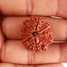 Load image into Gallery viewer, 9 Mukhi Nepalese Rudraksha - Bead No. 362
