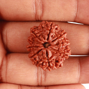 9 Mukhi Nepalese Rudraksha - Bead No. 362