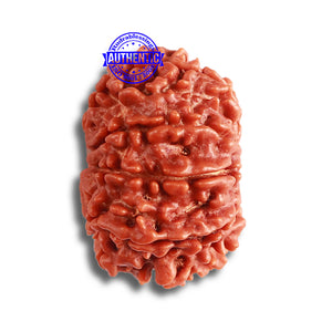 9 Mukhi Nepalese Rudraksha - Bead No. 362