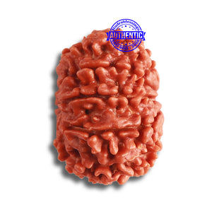 9 Mukhi Nepalese Rudraksha - Bead No. 362