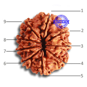 9 Mukhi Nepalese Rudraksha - Bead No. 363