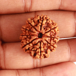 9 Mukhi Nepalese Rudraksha - Bead No. 363