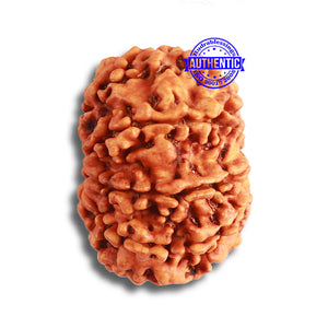 9 Mukhi Nepalese Rudraksha - Bead No. 363