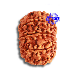 9 Mukhi Nepalese Rudraksha - Bead No. 363