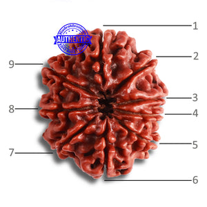 9 Mukhi Nepalese Rudraksha - Bead No. 368