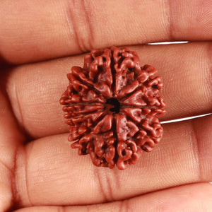 9 Mukhi Nepalese Rudraksha - Bead No. 368