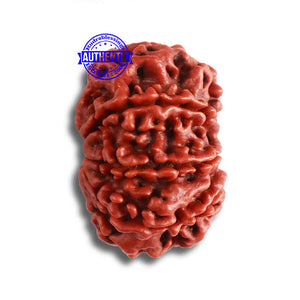 9 Mukhi Nepalese Rudraksha - Bead No. 368