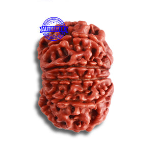 9 Mukhi Nepalese Rudraksha - Bead No. 368