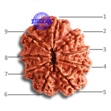 Load image into Gallery viewer, 9 Mukhi Nepalese Rudraksha - Bead No. 373
