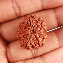 Load image into Gallery viewer, 9 Mukhi Nepalese Rudraksha - Bead No. 373
