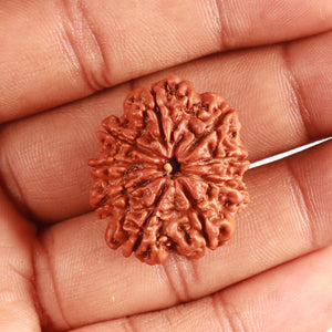 9 Mukhi Nepalese Rudraksha - Bead No. 373