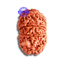 Load image into Gallery viewer, 9 Mukhi Nepalese Rudraksha - Bead No. 373
