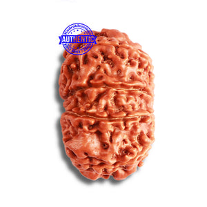 9 Mukhi Nepalese Rudraksha - Bead No. 373