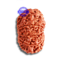 Load image into Gallery viewer, 9 Mukhi Nepalese Rudraksha - Bead No. 373
