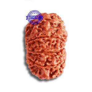 9 Mukhi Nepalese Rudraksha - Bead No. 373