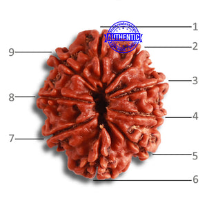 9 Mukhi Nepalese Rudraksha - Bead No. 375