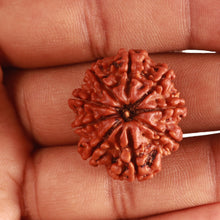 Load image into Gallery viewer, 9 Mukhi Nepalese Rudraksha - Bead No. 375
