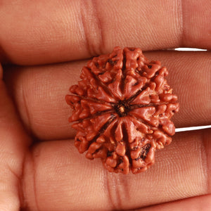 9 Mukhi Nepalese Rudraksha - Bead No. 375