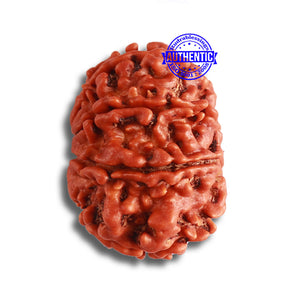 9 Mukhi Nepalese Rudraksha - Bead No. 375