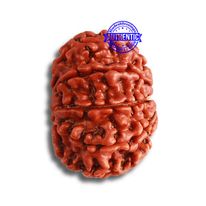 9 Mukhi Nepalese Rudraksha - Bead No. 375