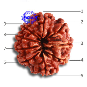 9 Mukhi Nepalese Rudraksha - Bead No. 376