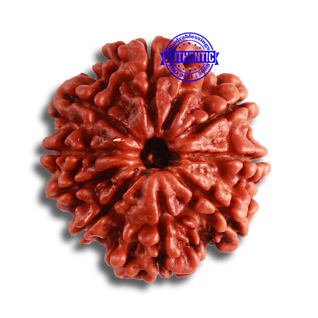 9 Mukhi Nepalese Rudraksha - Bead No. 376