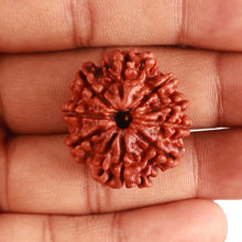 Load image into Gallery viewer, 9 Mukhi Nepalese Rudraksha - Bead No. 376
