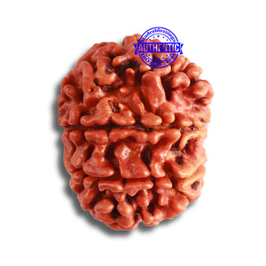 9 Mukhi Nepalese Rudraksha - Bead No. 376