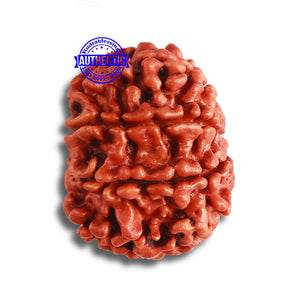 9 Mukhi Nepalese Rudraksha - Bead No. 376