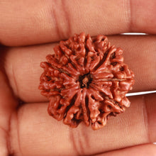 Load image into Gallery viewer, 9 Mukhi Nepalese Rudraksha - Bead No. 381
