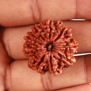 9 Mukhi Nepalese Rudraksha - Bead No. 381