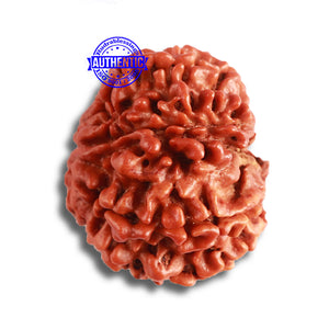 9 Mukhi Nepalese Rudraksha - Bead No. 381