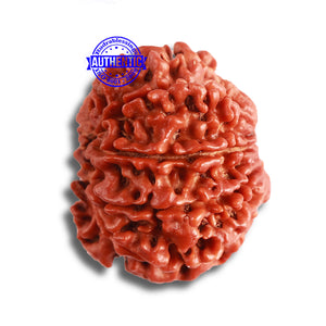 9 Mukhi Nepalese Rudraksha - Bead No. 381