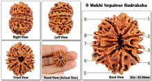 Load image into Gallery viewer, 9 Mukhi Nepalese Rudraksha - Bead No. 70
