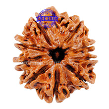 Load image into Gallery viewer, 9 Mukhi Nepalese Rudraksha - Bead No. 70
