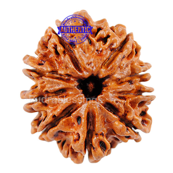 9 Mukhi Nepalese Rudraksha - Bead No. 70