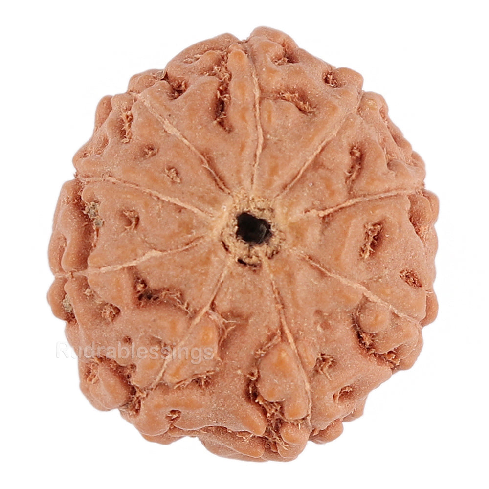 10 Mukhi Rudraksha From Indonesia Bead 23 – Rudra And, 56% OFF